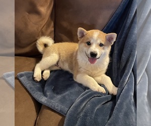 Imo-Inu Puppy for sale in HILLSBORO, WI, USA