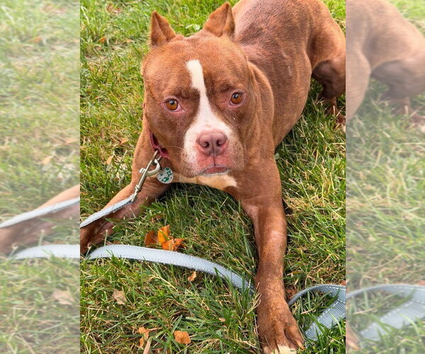 Medium Photo #11 American Pit Bull Terrier Puppy For Sale in Springdale, PA, USA