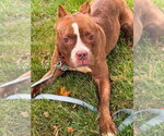Small #10 American Pit Bull Terrier