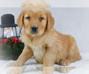 Golden Retriever Puppy for sale in APPLE CREEK, OH, USA