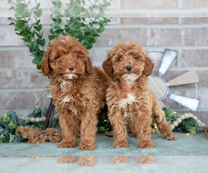 Goldendoodle mix (+ Poodle Miniature) Litter for sale in SPENCERVILLE, IN, USA