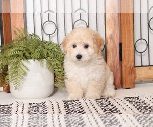 Poovanese Puppy for sale in NAPLES, FL, USA