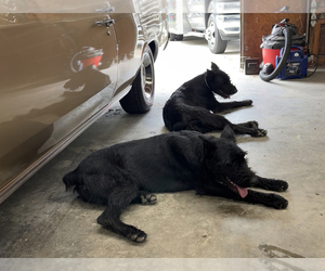Doberman Pinscher-GIANT SCHNAUZER Mix Puppy for sale in STOCKBRIDGE, GA, USA