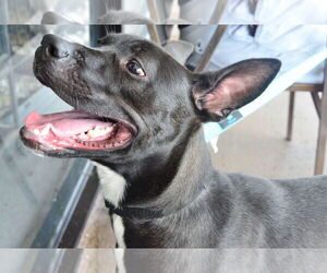 Panda - Female Mutt Dog for Adoption - Photo #3