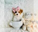 Puppy Puppy 9 Poodle (Toy)