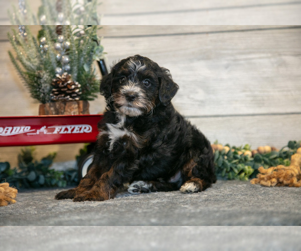 Medium Photo #3 Goldendoodle (Miniature) Puppy For Sale in MIDDLEBURY, IN, USA
