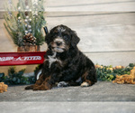 Small Photo #19 Goldendoodle (Miniature) Puppy For Sale in MIDDLEBURY, IN, USA