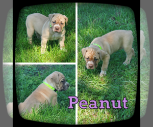 Olde English Bulldogge Puppy for sale in WHEELER, MI, USA