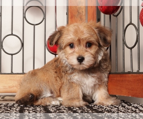 Medium Photo #3 Yo-Chon Puppy For Sale in NAPLES, FL, USA