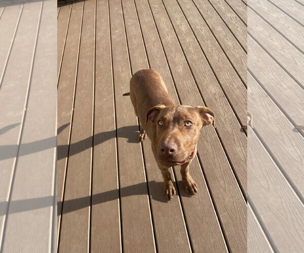 Medium Photo #1 Chocolate Labrador retriever-Unknown Mix Puppy For Sale in NEWPORT NH, NH, USA