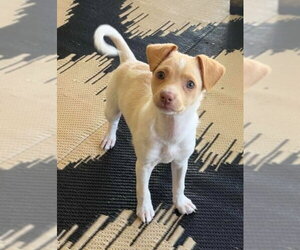 Chihuahua-Unknown Mix Dogs for adoption in San Diego, CA, USA