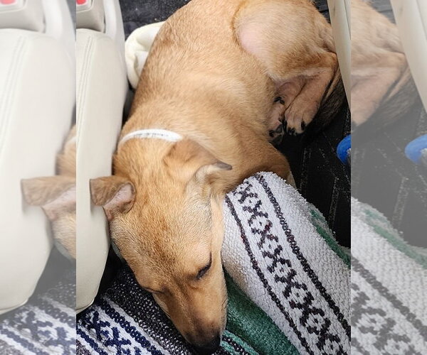 Medium Photo #10 Jack Russell Terrier-Unknown Mix Puppy For Sale in Oakhurst, NJ, USA