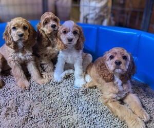 Cocker Spaniel Puppy for Sale in BEND, Oregon USA