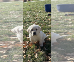 Labrador Retriever Puppy for sale in OCALA, FL, USA