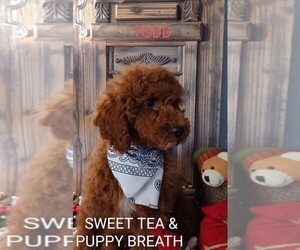 Cavapoo Puppy for sale in BEAUFORT, SC, USA