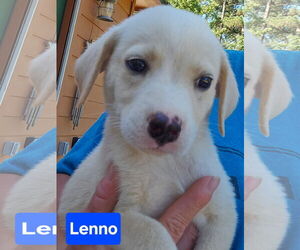 Labrador Retriever-Unknown Mix Dogs for adoption in Alexander, AR, USA