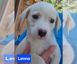 Small Labrador Retriever Mix