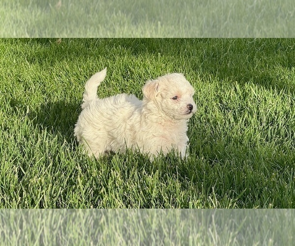 Medium Photo #6 Bichon Frise Puppy For Sale in TEHACHAPI, CA, USA