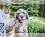 Small #3 Bernedoodle (Miniature)