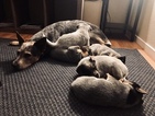 Small Photo #14 Australian Cattle Dog Puppy For Sale in PAHRUMP, NV, USA