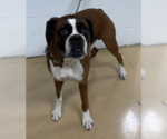 Small #3 Boxer