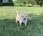 Small Photo #1 Golden Retriever Puppy For Sale in CONGERVILLE, IL, USA