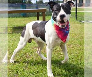 Boxer-Unknown Mix Dogs for adoption in San Antonio, TX, USA