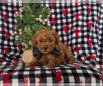 Small Photo #5 Goldendoodle (Miniature) Puppy For Sale in NOTTINGHAM, PA, USA