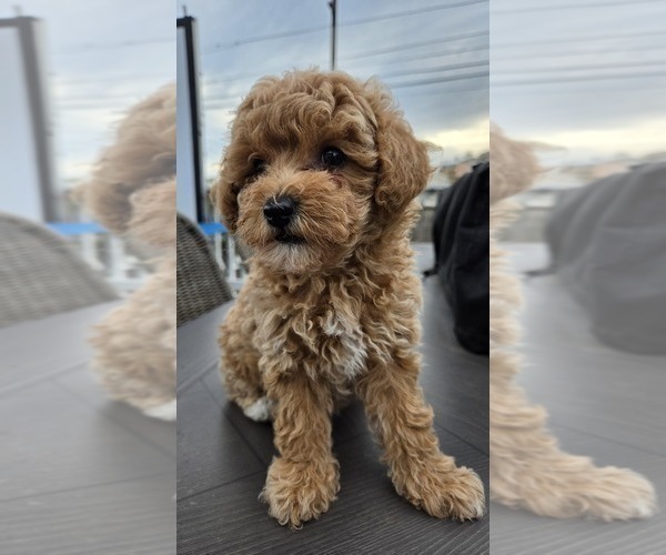 Medium Photo #1 Miniature Labradoodle Puppy For Sale in SAN DIEGO, CA, USA