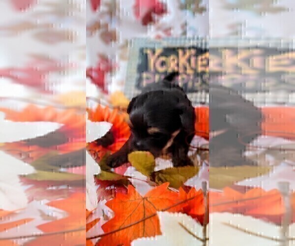 Medium Photo #63 Yorkshire Terrier Puppy For Sale in AKRON, OH, USA