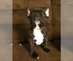 Small Photo #7 French Bulldog Puppy For Sale in MEADVILLE, PA, USA