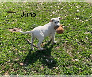 Mutt Dogs for adoption in Topeka, KS, USA