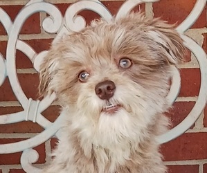 Havanese Puppy for sale in WINSTON SALEM, NC, USA