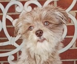 Image preview for Ad Listing. Nickname: DUSTY
