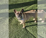 Small #2 French Bulldog