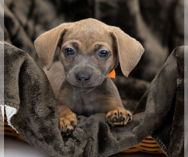 Medium Photo #2 Chiweenie Puppy For Sale in Princeton, MN, USA