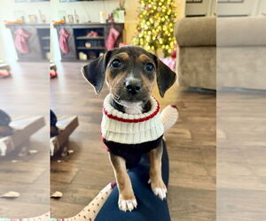 Mutt Dogs for adoption in Holly Springs, NC, USA