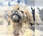 Small #2 Pug Mix