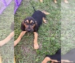 Small Bloodhound