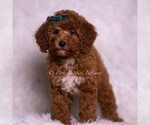 Puppy Swoosh Goldendoodle (Miniature)