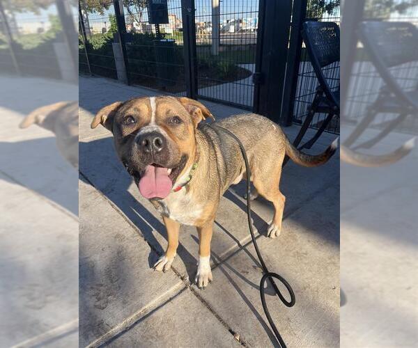 Medium Photo #3 Mastiff-Unknown Mix Puppy For Sale in Elk Grove, CA, USA