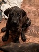 Small Photo #22 Great Dane Puppy For Sale in WEIRTON, WV, USA