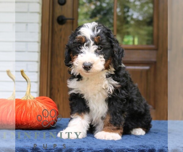 Medium Photo #3 Bernedoodle (Miniature) Puppy For Sale in NARVON, PA, USA