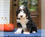 Panda - Male Bernedoodle (Miniature) Puppy for Sale - Photo #3