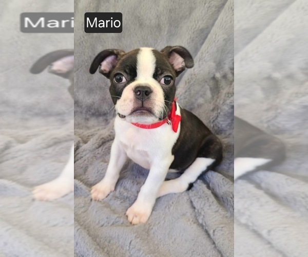 Medium Photo #3 Boston Terrier Puppy For Sale in MINERAL WELLS, WV, USA