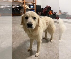 Golden Pyrenees Dogs for adoption in New Orleans, LA, USA