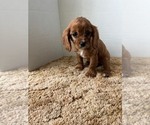 Small #1 Cavalier King Charles Spaniel