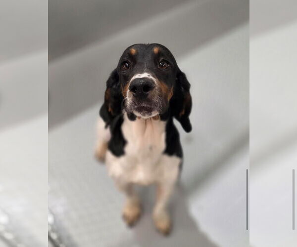 Medium Photo #3 Basset Hound Puppy For Sale in Brookville, OH, USA