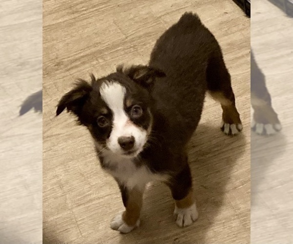 Medium Photo #3 Miniature Australian Shepherd Puppy For Sale in FORT MORGAN, CO, USA