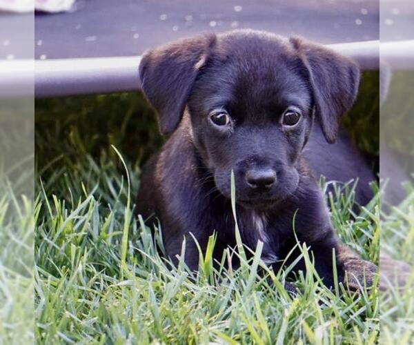 Medium Photo #2 Labrador Retriever-Unknown Mix Puppy For Sale in San Diego, CA, USA